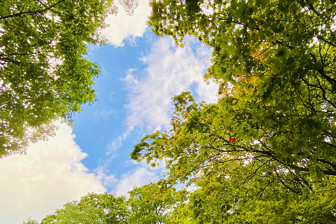 層雲峡からほど近い紅葉谷の木々