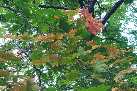 紅葉谷公園の木々の紅葉は少しずつ進んでいます