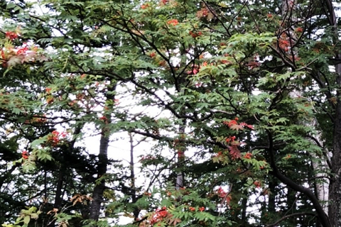 まだら模様の紅葉