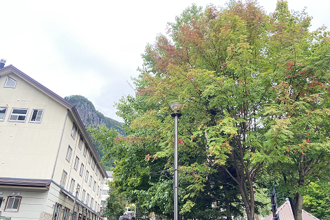 層雲峡温泉街の木々