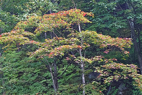 木々は種類によるようです