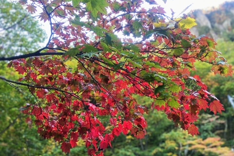 木の葉の赤さも濃くなってまいりました