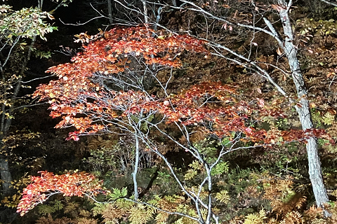 落葉がはじまっています