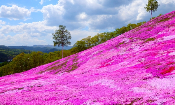 芝ざくら滝上公園