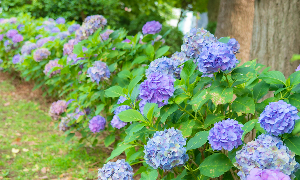 上野ファーム