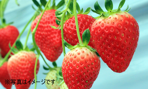 いちご狩り