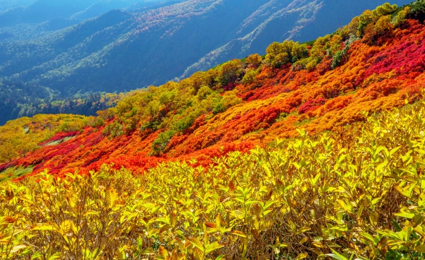 層雲峡黒岳紅葉